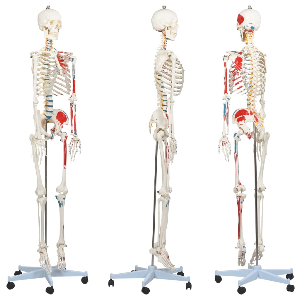 Human Anatomy Skeleton Teaching Model with Poster 181 cm