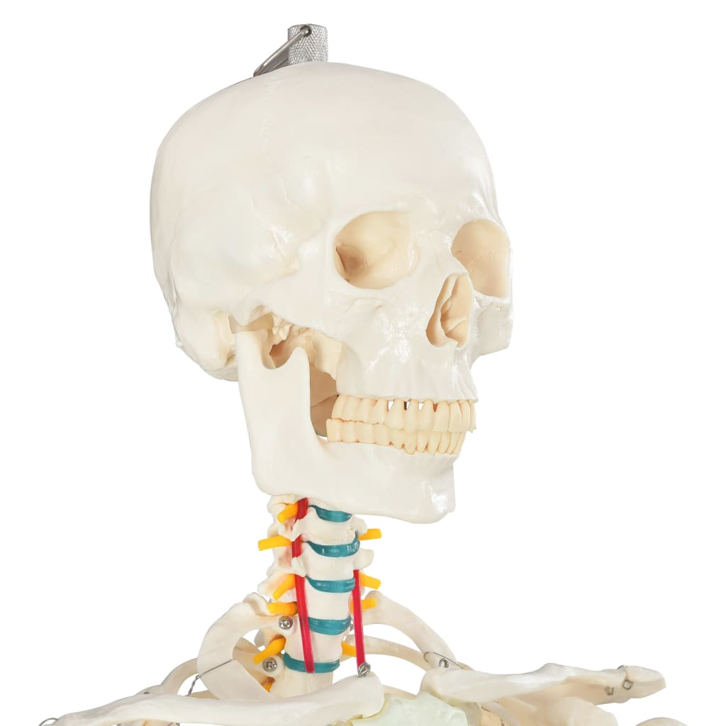 Menschliches Anatomie-Skelett Lehrmodell mit Poster 181 cm