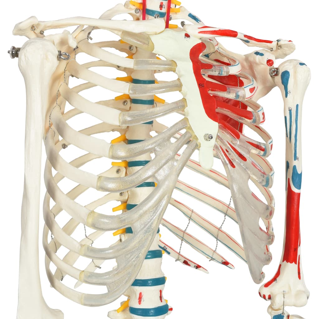 Squelette d'anatomie d'enseignement avec affiche 181 cm