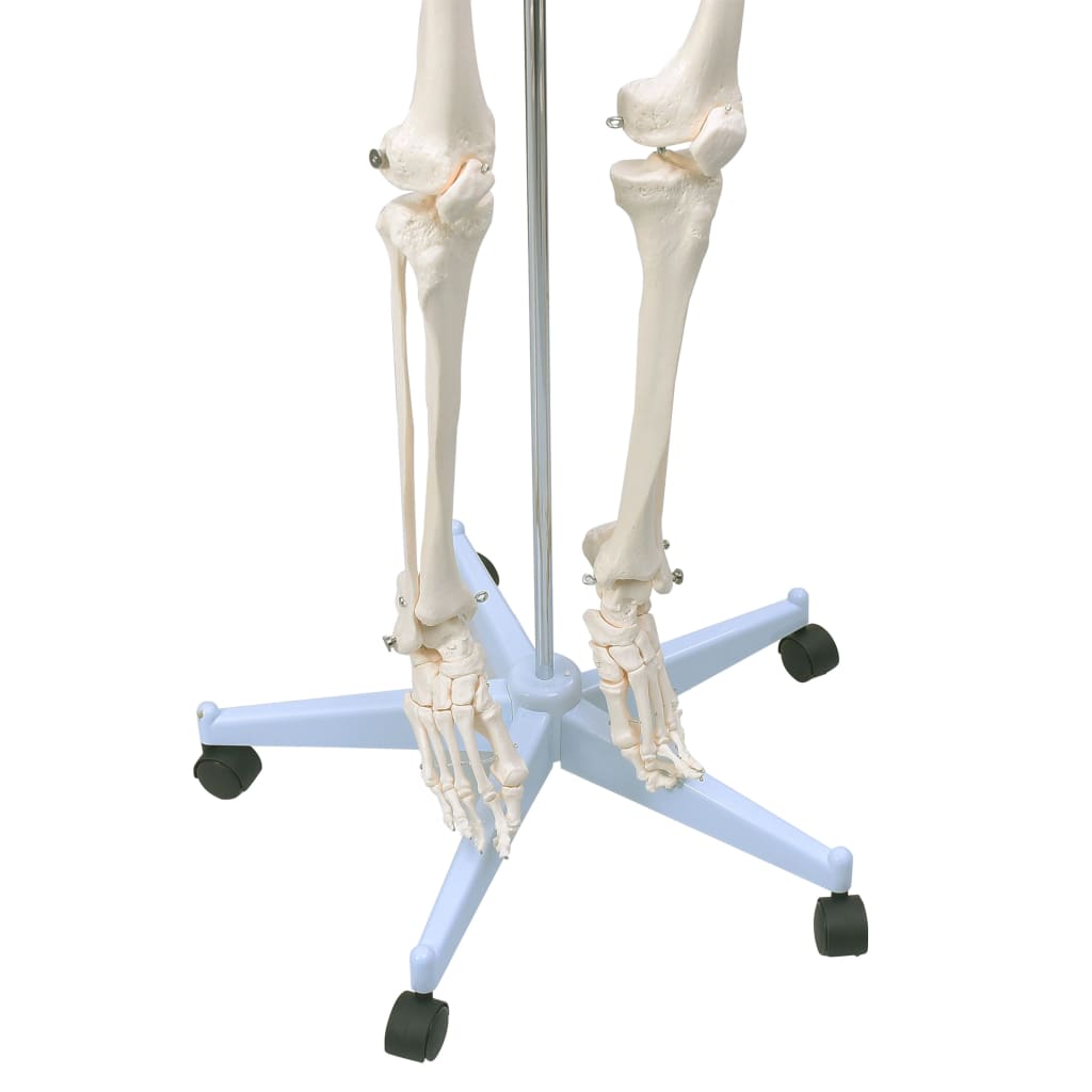 Squelette d'anatomie d'enseignement avec affiche 181 cm